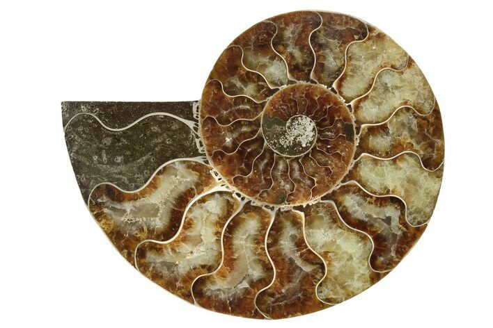 Cut & Polished Ammonite Fossil (Half) - Madagascar #183204